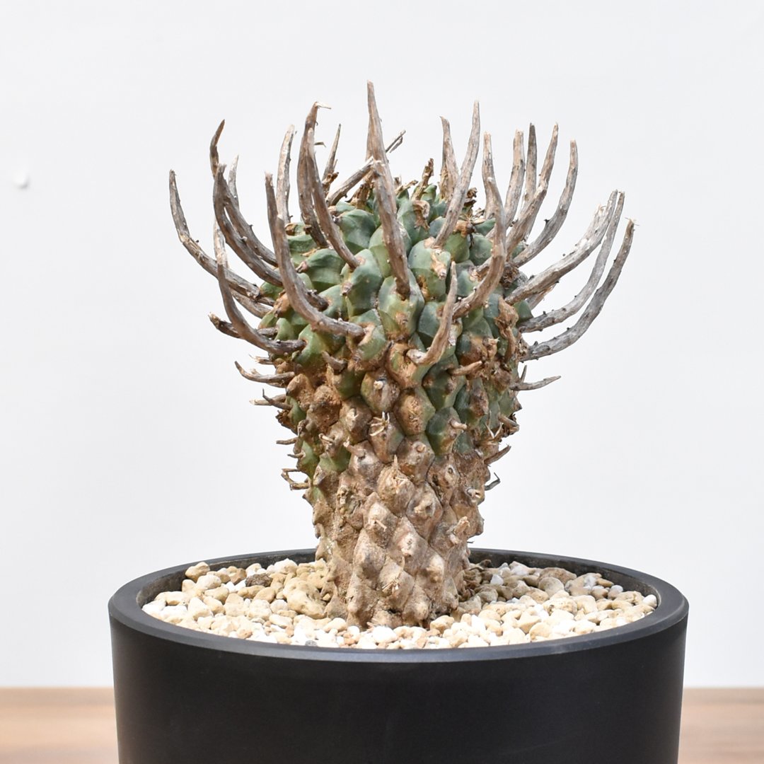 ユーフォルビア スコエンランディ 