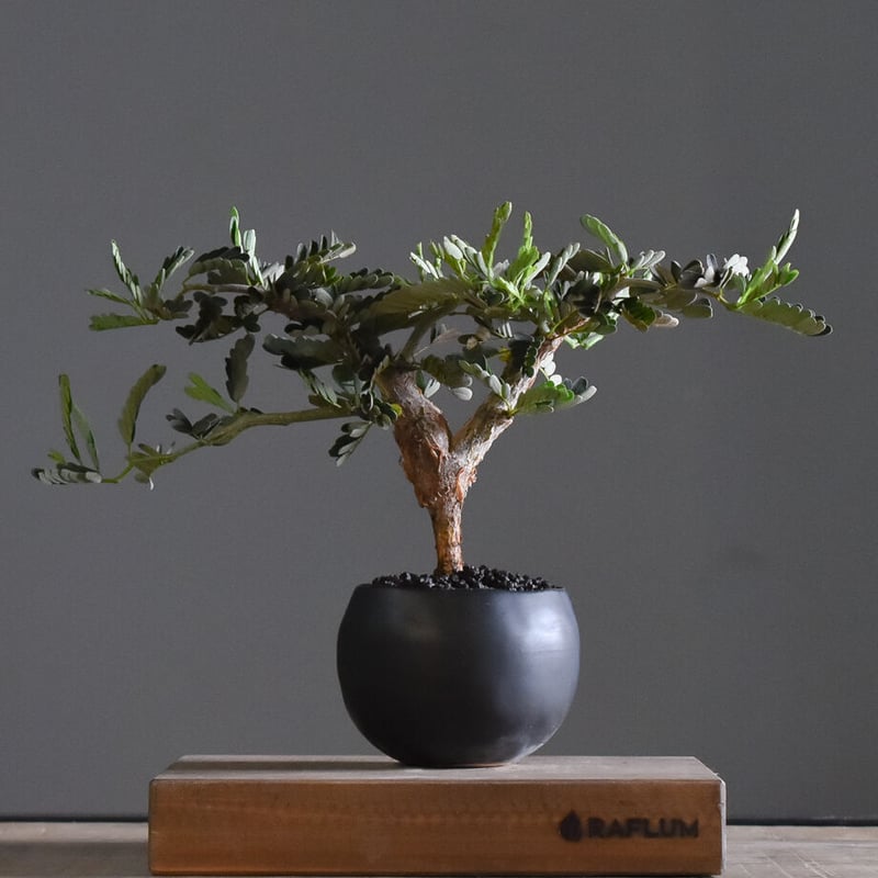 センナ メリディオナリス 【市場価値も高騰中！！盆栽のような雰囲気を