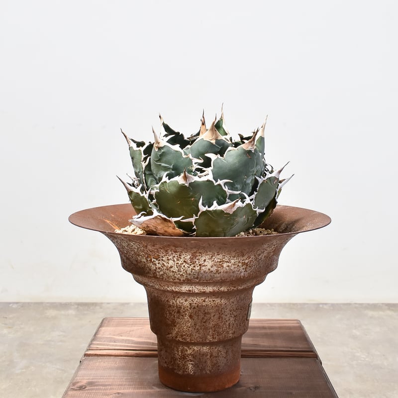 RAFLUMコレクション】アガベ チタノタ 