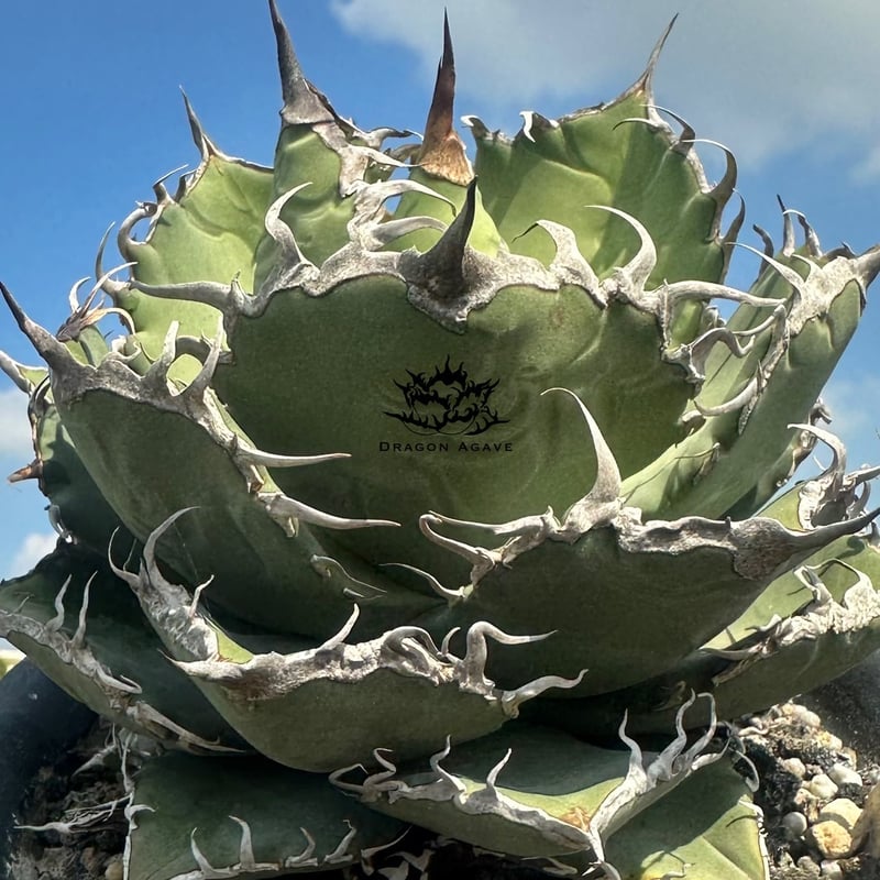 アガベ チタノタ DENNIS020【台湾 dragon agave産/抜き苗/子株】B D