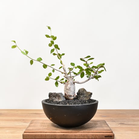 コミフォラピンネイトリーブス | STORES