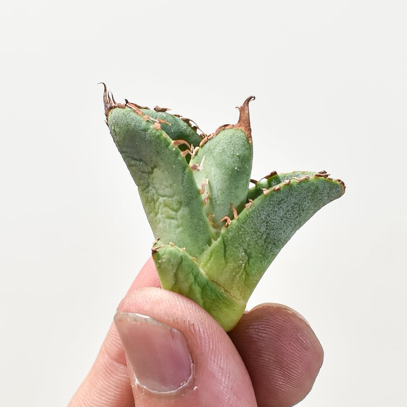 アガベ チタノタ 