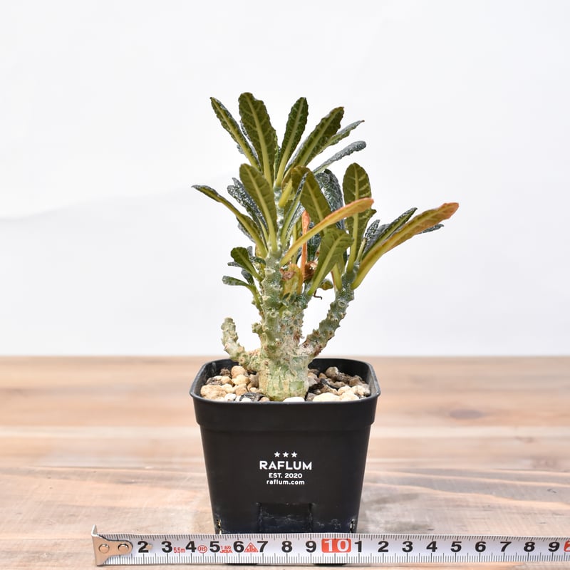 ドルステニア ギガス【実生】A | RAFLUM / ラフラム｜東京、大阪の塊根