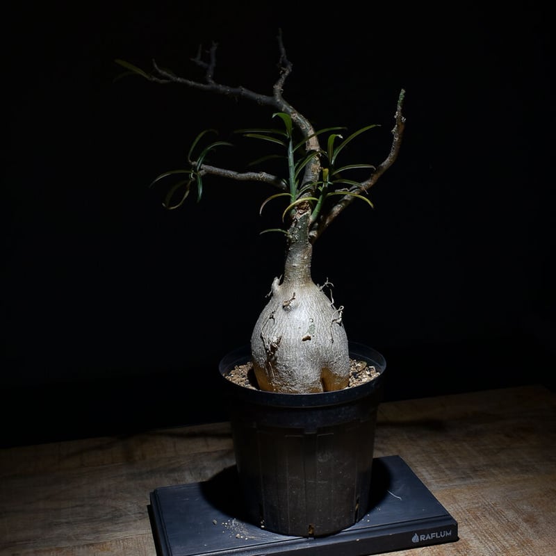 アデニウム ソマレンセ 【大株】（発根済み）RF22727 | RAFLUM