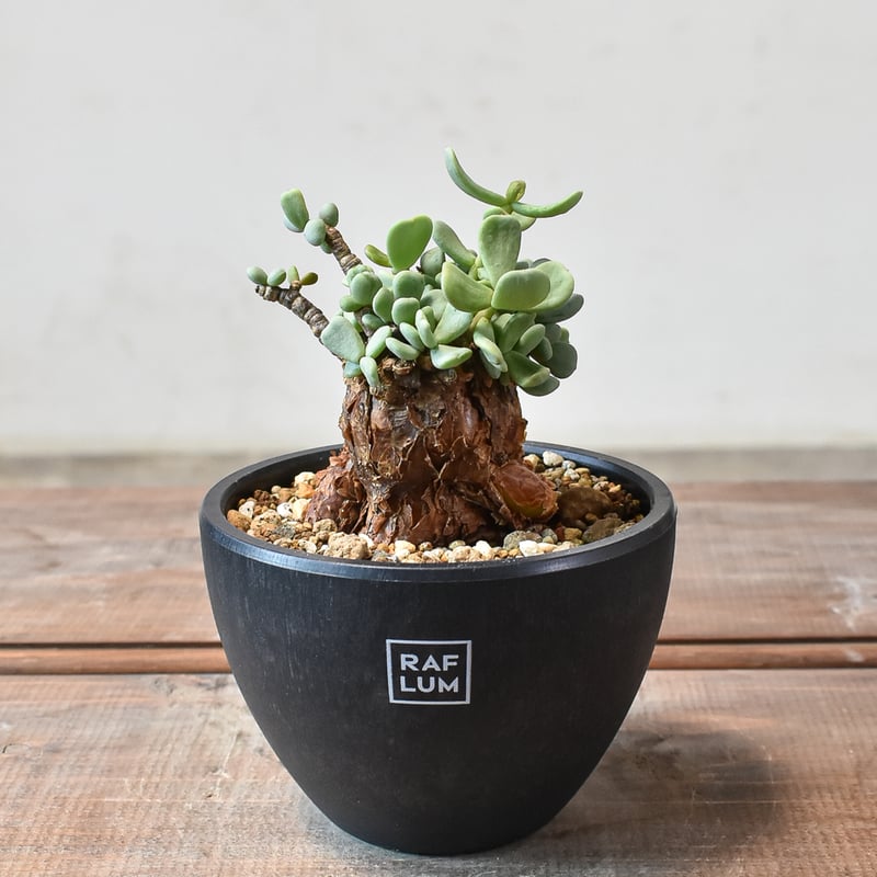 ケラリア ピグマエア 【発根済】Q | RAFLUM / ラフラム｜東京、大阪の