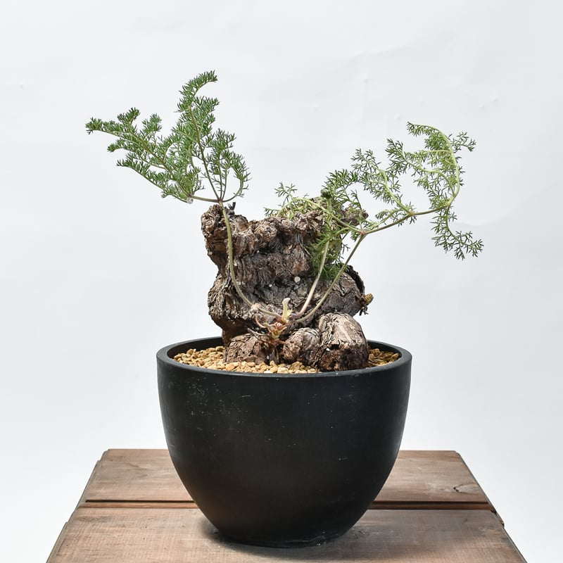 ペラルゴニウム トリステ 【発根済】HK2402633 | RAFLUM / ラフラム