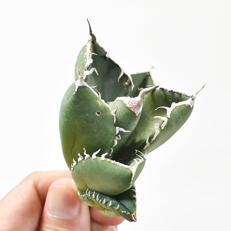 アガベ チタノタ 南アフリカダイヤモンド 