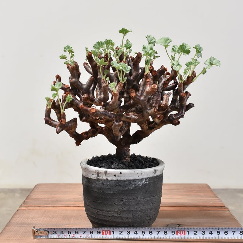 ペラルゴニウム ミラビレ 【発根済み】HK2400024(T) | RAFLUM