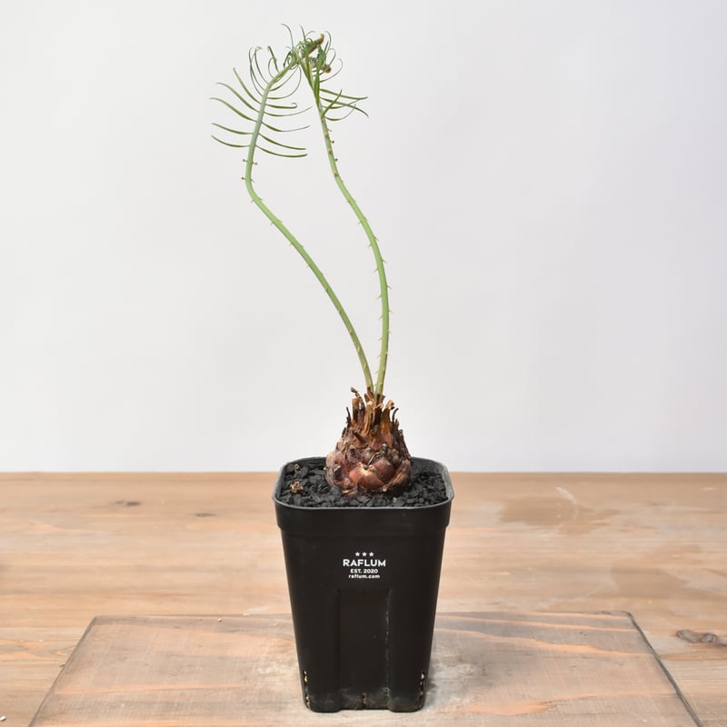 サイカス カイルンシアナ 【実生】RF25011360 | RAFLUM / ラフラム