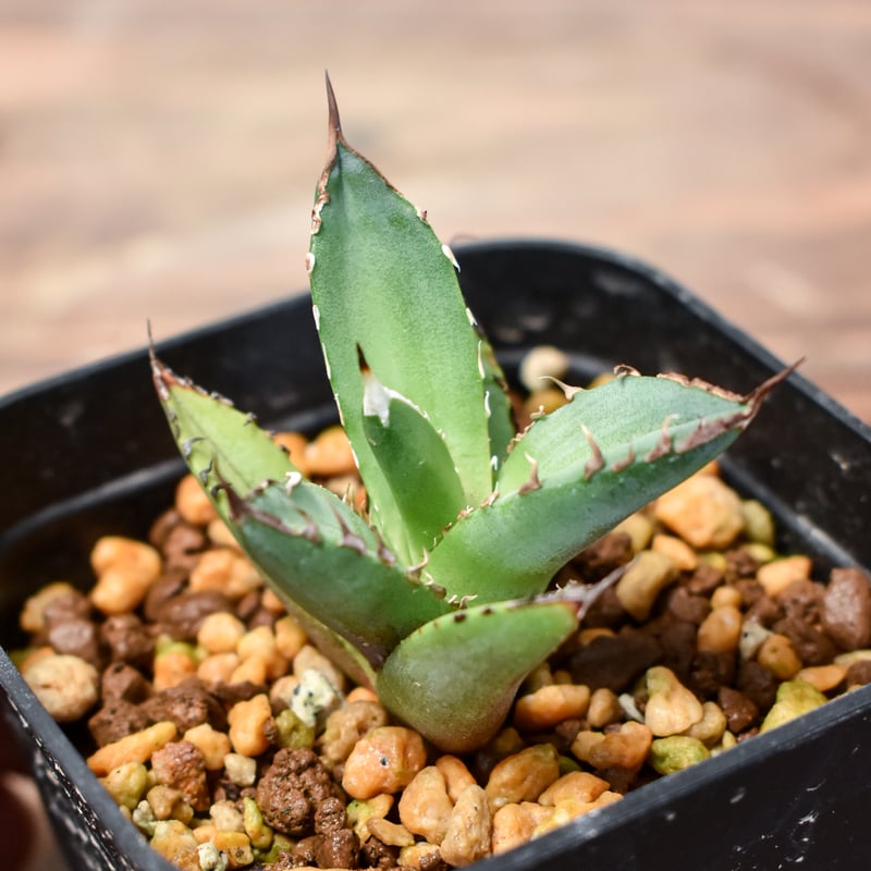 アガベ チタノタ DENNIS040 デニス040 