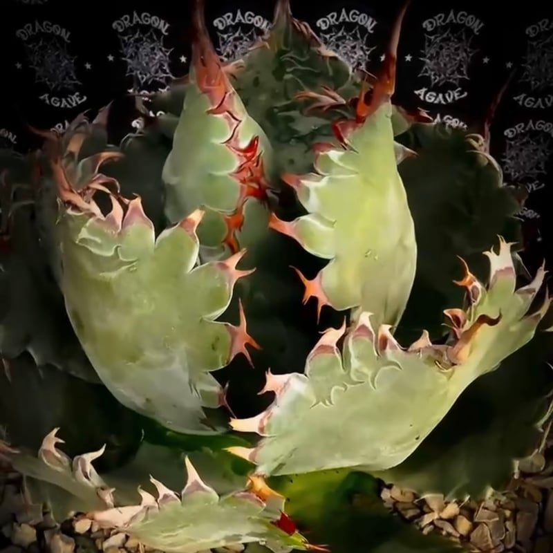 アガベ hybrid パラサナ×特選イシスメンシス/賴光X甲蟹特選 【台湾