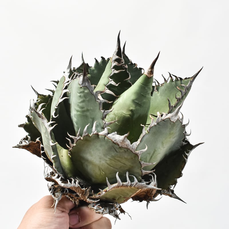 国内実生最高峰】アガベ オテロイ 