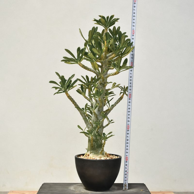 ドルステニア ギガス（発根済み）RF231444(T) | RAFLUM / ラフラム