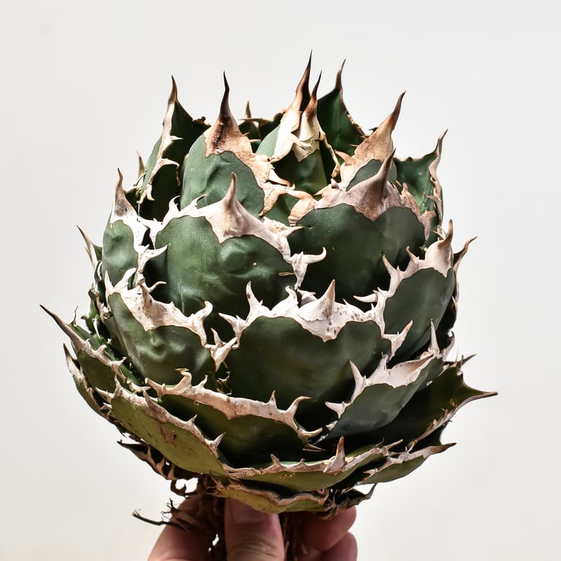 アガベ チタノタ オテロイ 