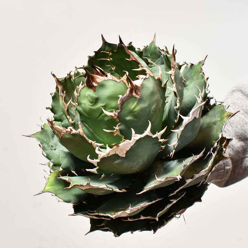 アガベ チタノタ オテロイ 