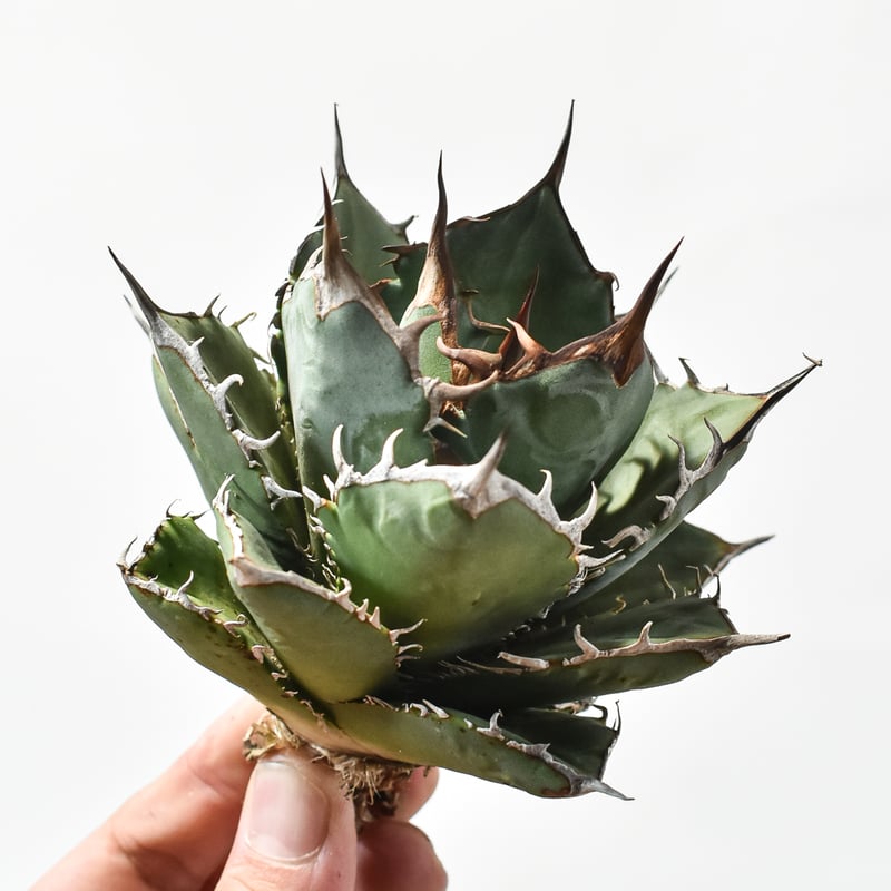 国内実生最高峰】アガベ オテロイ【OSPセレクト株 / 抜き苗 / 実生】12