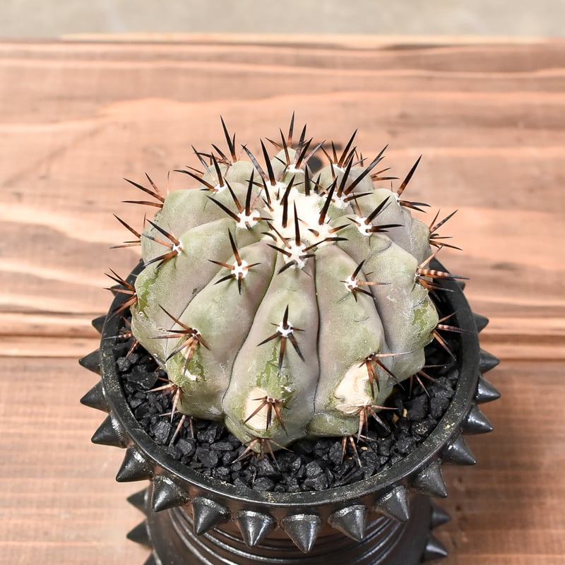 コピアポア シネレア 