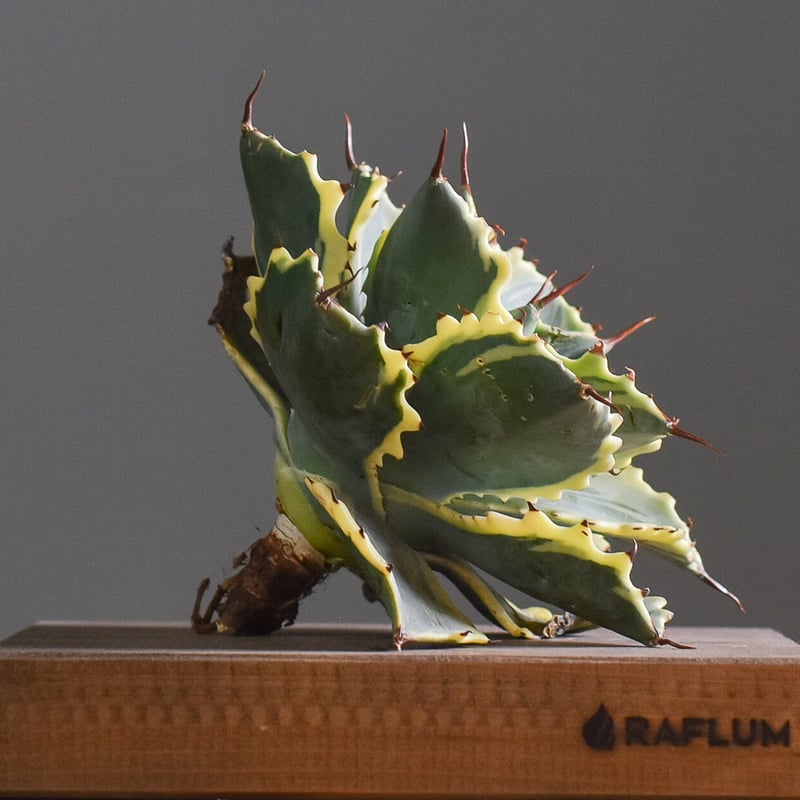 アガベ 怒雷神 錦（抜き苗販売）【ワイドリーフに斑入りの葉がとても