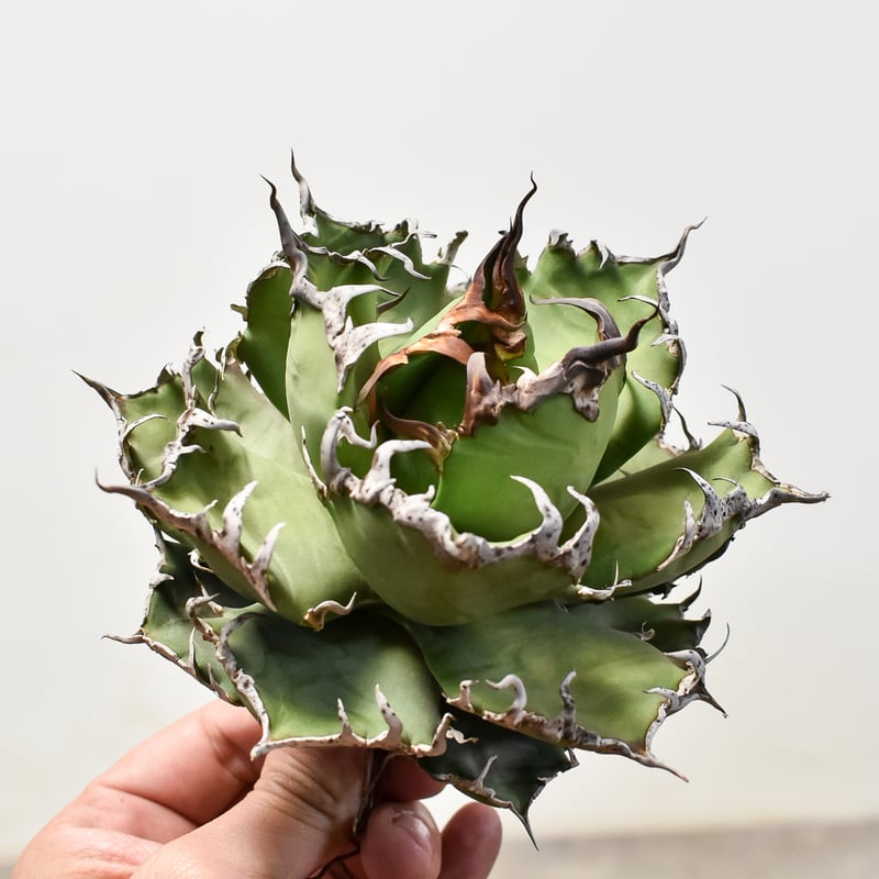 アガベ チタノタ シーザー / 凱撒 【台湾産/中株/抜き苗】D DG2400577