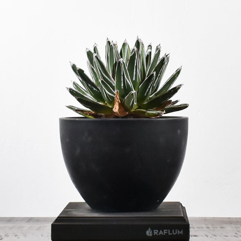 アガベ ビクトリアレジーナ(笹の雪)【大人気！笹の雪！気品あふれる美