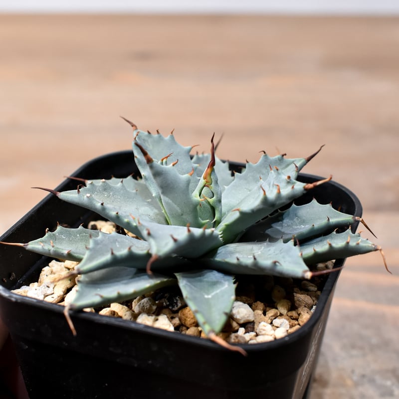 アガベ ハイブリット 日系イシスメンシス×象牙妖炎（陽炎エボリ