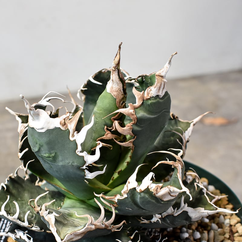 RAFLUMコレクション】アガベ チタノタ 