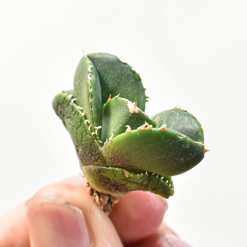 アガベ チタノタ 不良 子株 アガベ チタノタ 不良 子株 アガベ