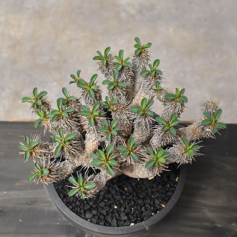 ユーフォルビア・ギラウミニアナ (発根済み) RF231707(T) | RAFLUM /