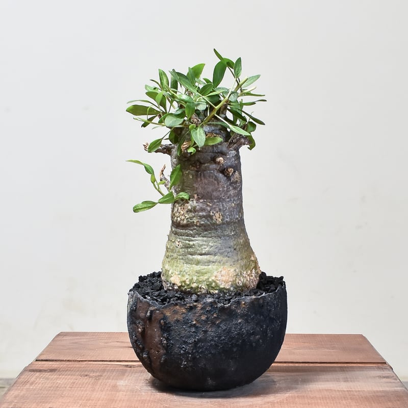 フォークイエリア コルムナリス 