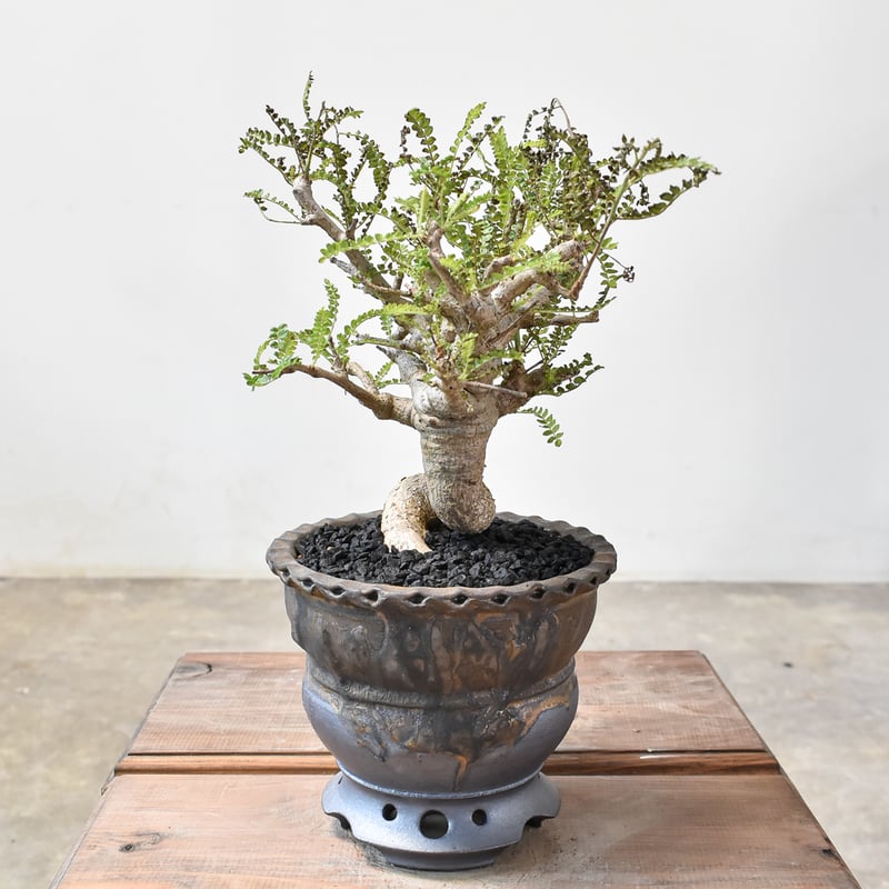 RAFLUMコレクション】ボスウェリア ネグレクタ 【現地球/発根済み