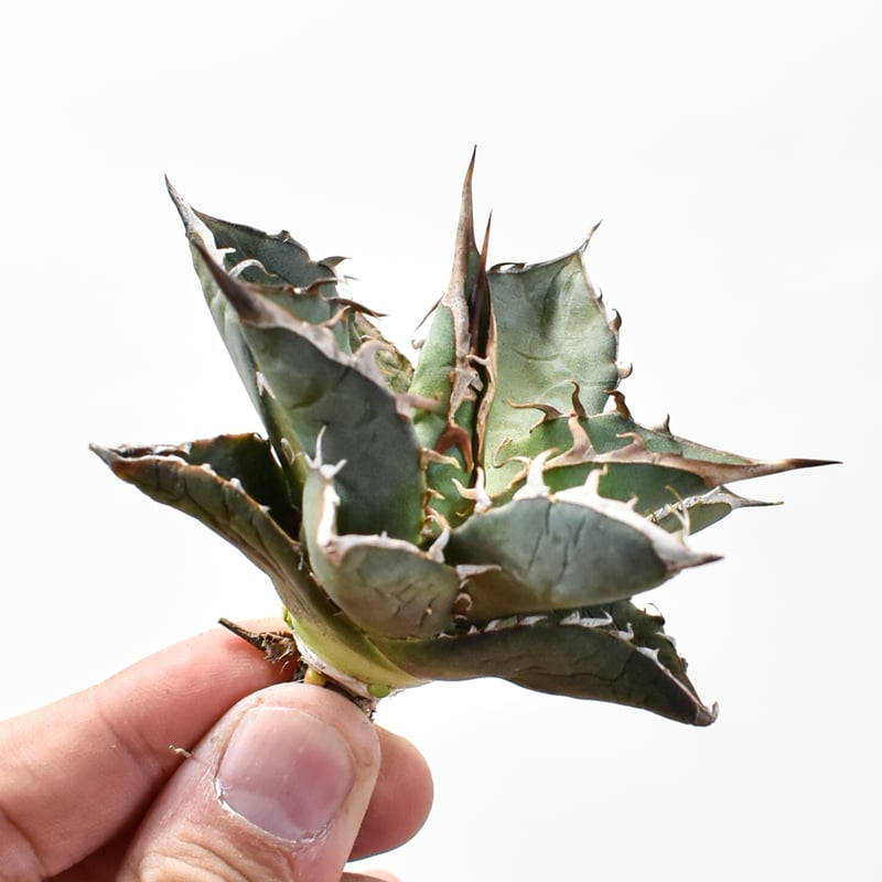 国内実生最高峰】アガベ オテロイ【OSPセレクト株 / 抜き苗 / 実生】7