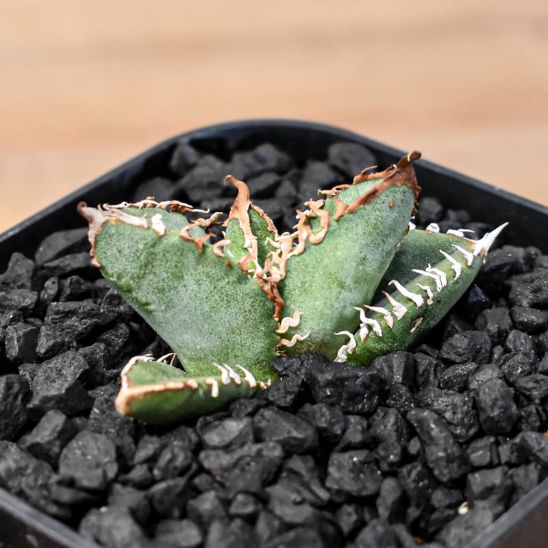 アガベ チタノタ Shi-hao 