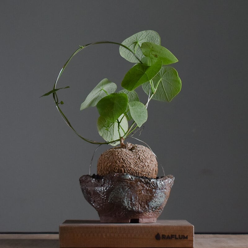 ステファニア スベローサ【人気急上昇！！希少なこんもり株を厳選して