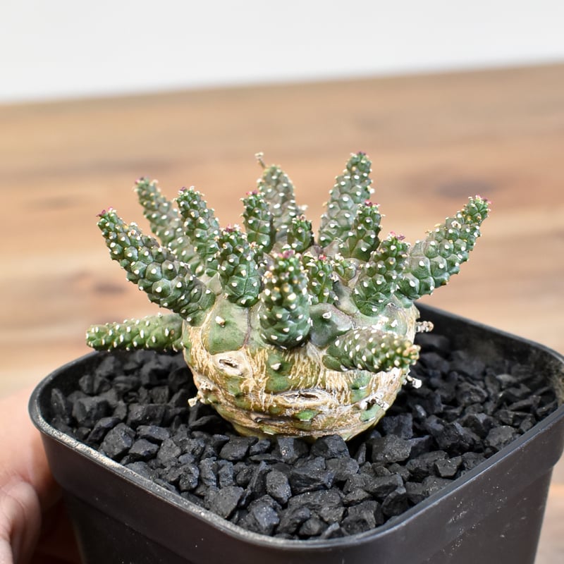 レア】ユーフォルビア ガムケンシス 塊根植物 コーデックス ボタニカル