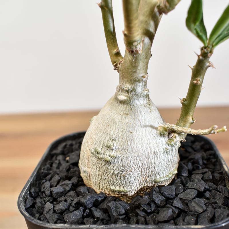 パキポディウム・ビスピノーサム 【実生】RFHK25011166(T) | RAFLUM /