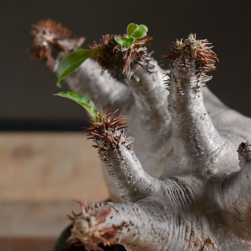 パキポディウム マカイエンセ【当店厳選！！良型のみをご案内！希少種