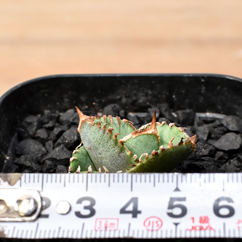 アガベ チタノタ ホオジロザメ 