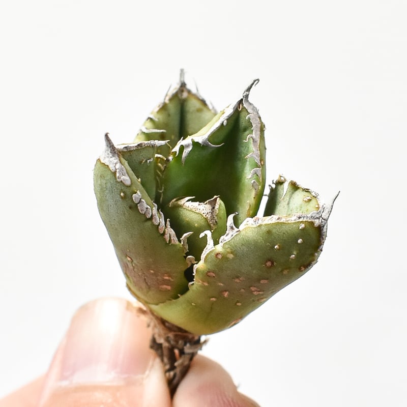 アガベ チタノタ 麻花龍 【台湾 berlin産/子株/抜き苗】G BE2402606(T)