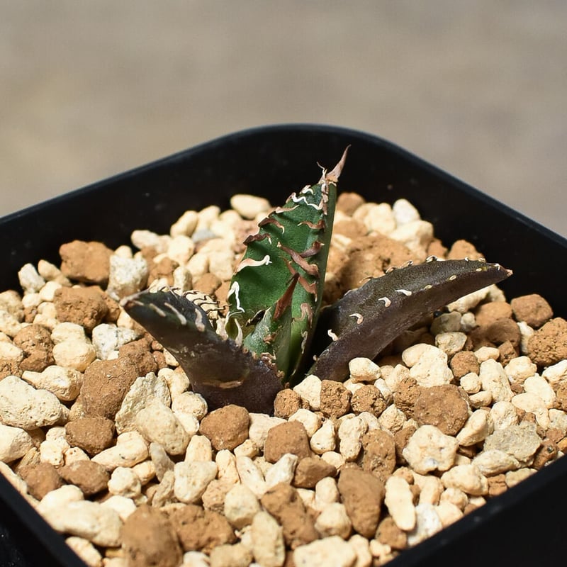 アガベ チタノタ 