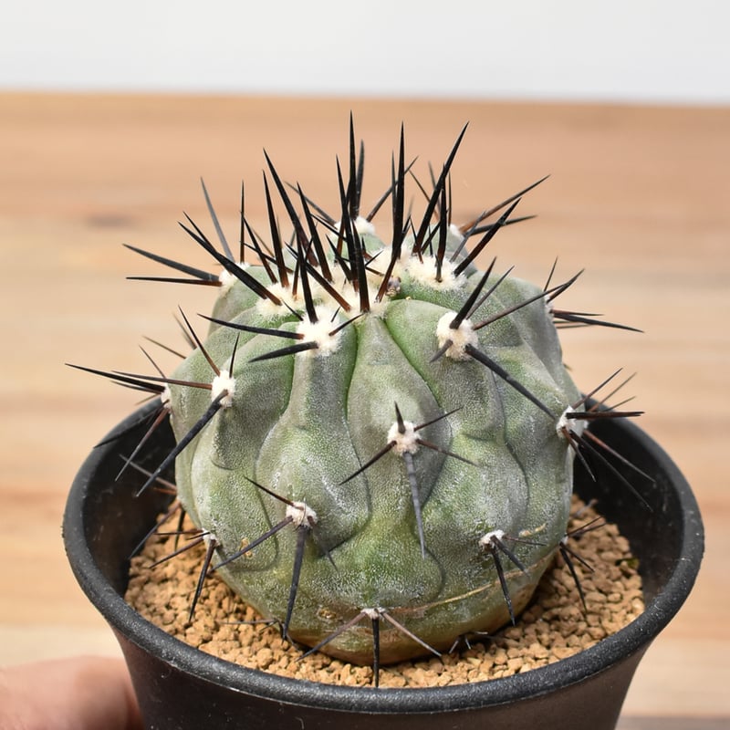 コピアポア シネレア 