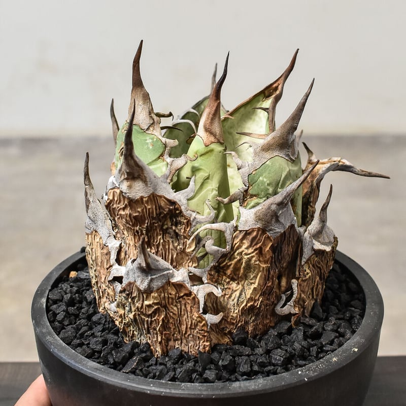 アガベ オアハカ 