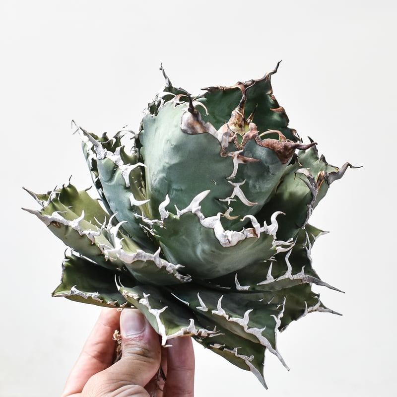 アガベ チタノタ ソーラーエクリプス 