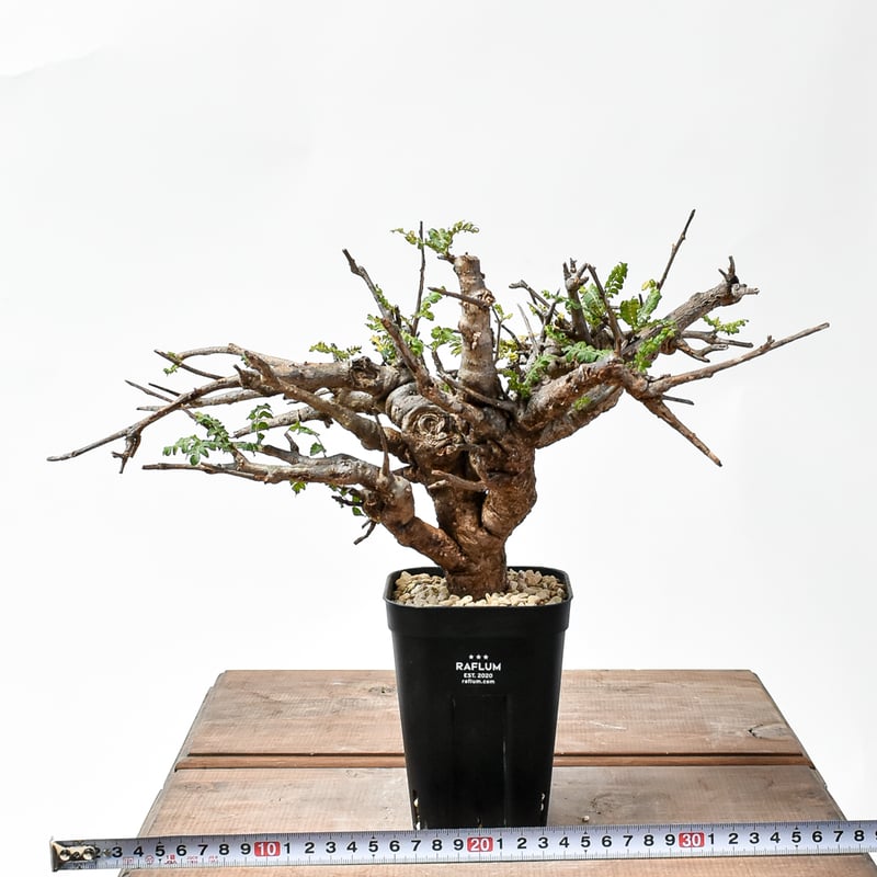 ボスウェリア ネグレクタ 【現地球/発根済み】A HK2402702(T) | RAFLUM