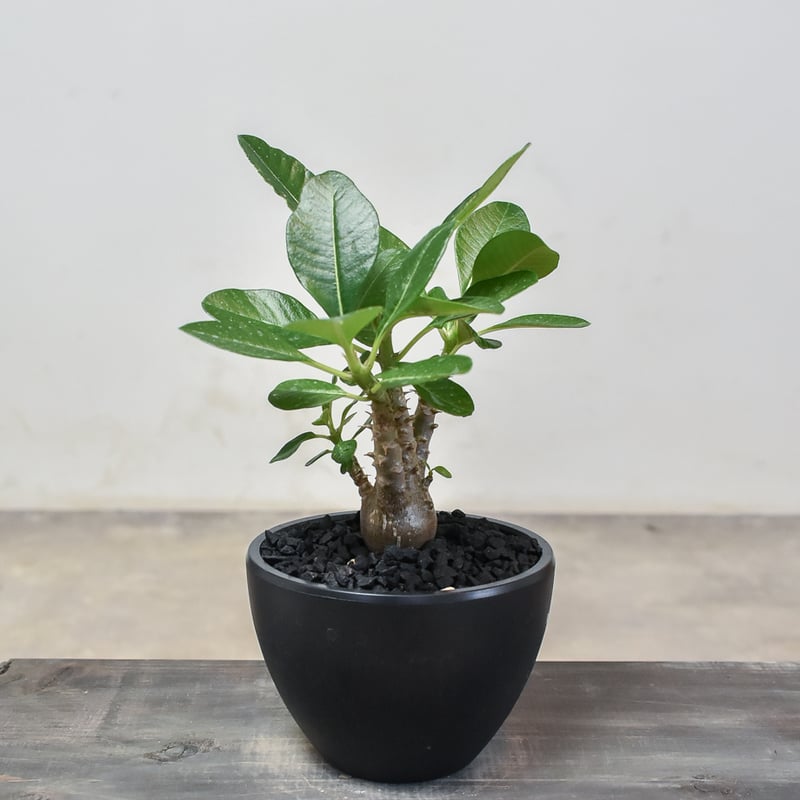 パキポディウム ウィンゾリー 【実生】RF231895 | RAFLUM / ラフラム