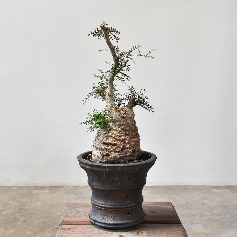 RAFLUMコレクション】オペルクリカリア パキプス 【現地球/発根済み