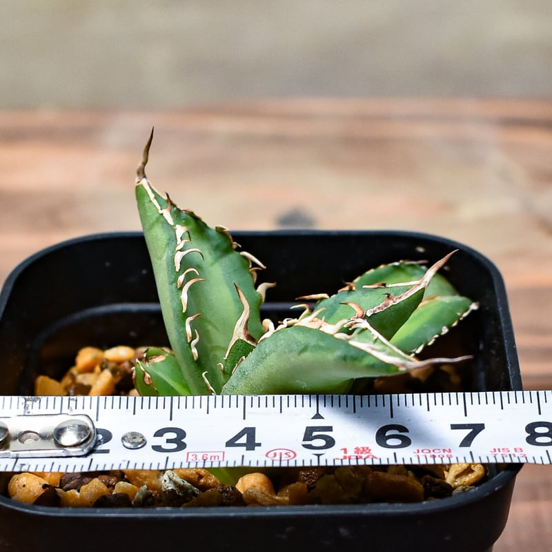 レア株】アガベ チタノタ 