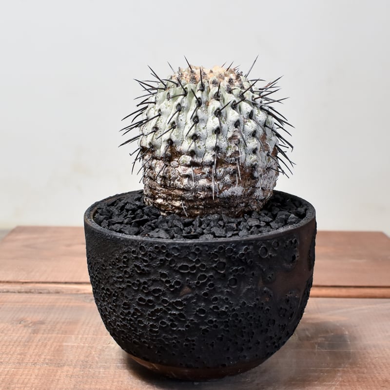 RAFLUMコレクション】コピアポア コルムナアルバ 