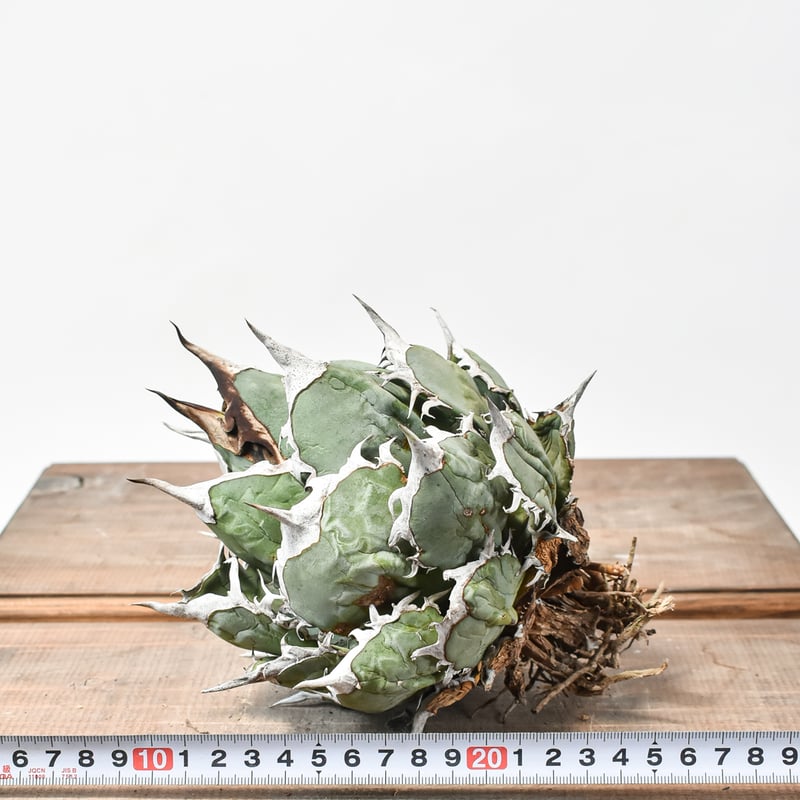 国内実生最高峰】アガベ オテロイ 