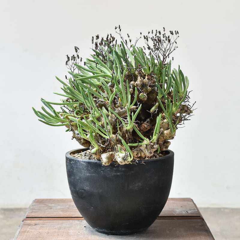 チレコドン レティキュラーツス 