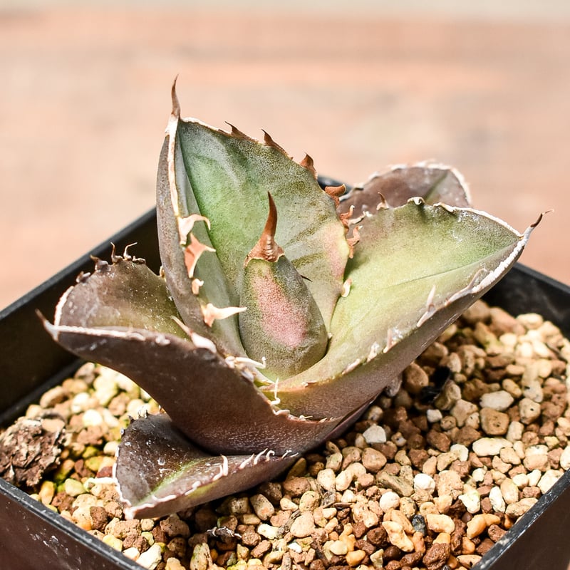 アガベ チタノタ 